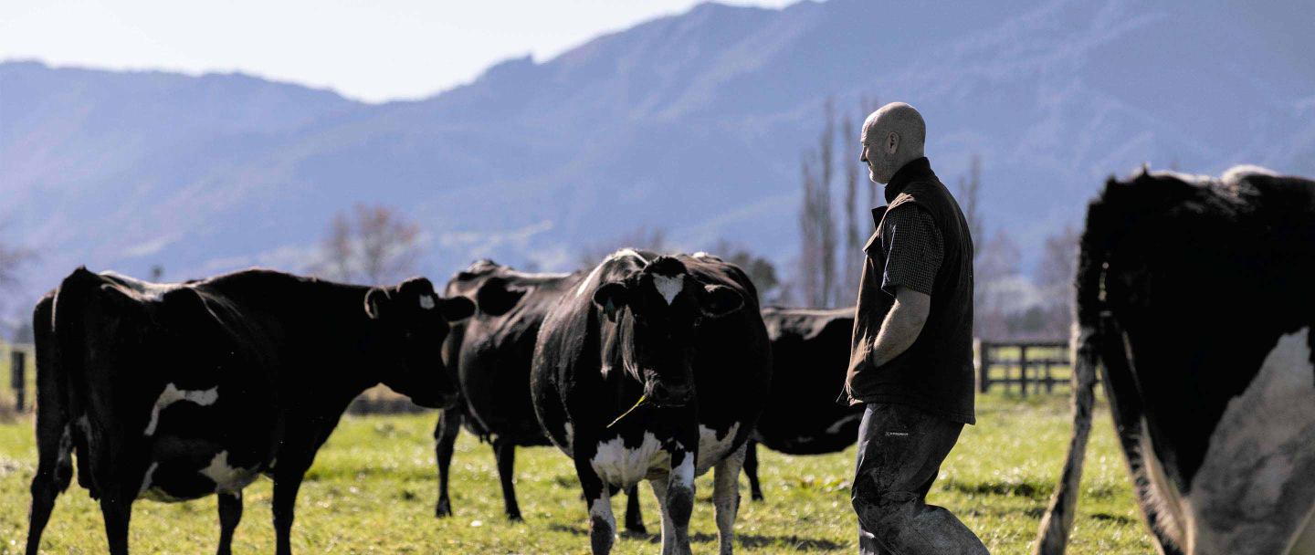 New Zealand dairy farmer walking through a paddock