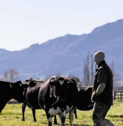 New Zealand dairy farmer walking through a paddock