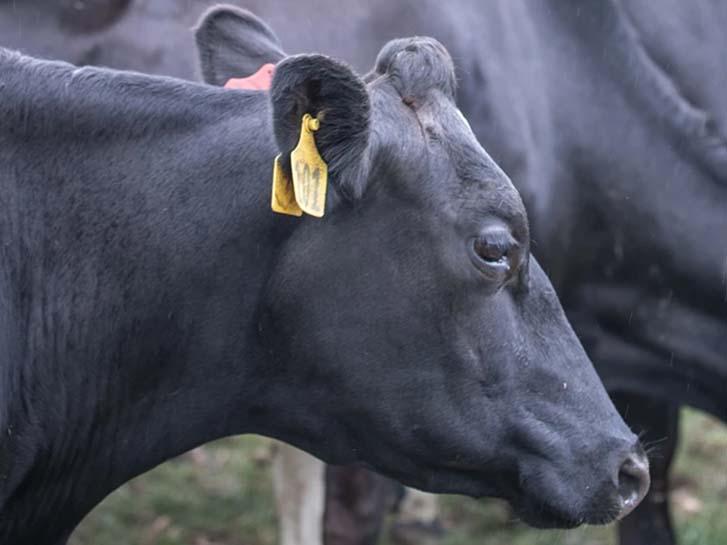 Black-Holstein-dairy-cow-grazing-in-a-green-pasture