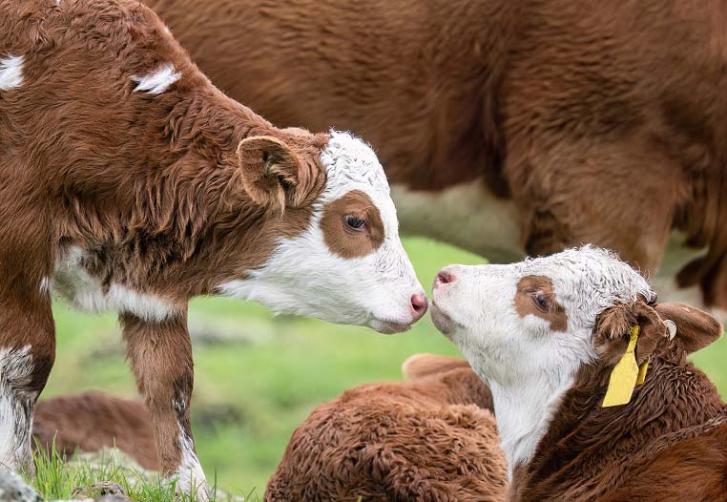 Two-calves-on-New-Zealand-farm-promoting-pain-control-and-inflammation-at-disbudding