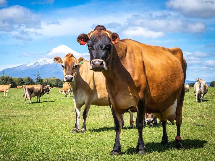 Jersey-Milking-Cows-in-a-field-at-the-foot-of-Mount-Taranaki-showing-Metacam-results-in-mastitis-treatment