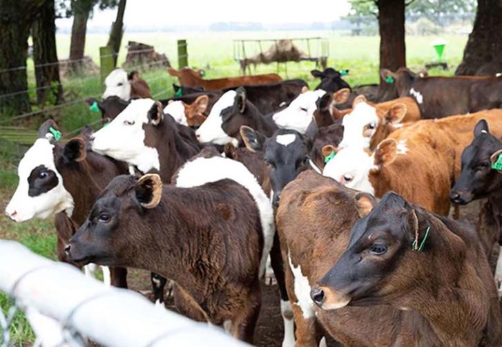 Cute-little-calves-in-a-dairy-farm-in-New-Zealand-promoting-calf-welfare