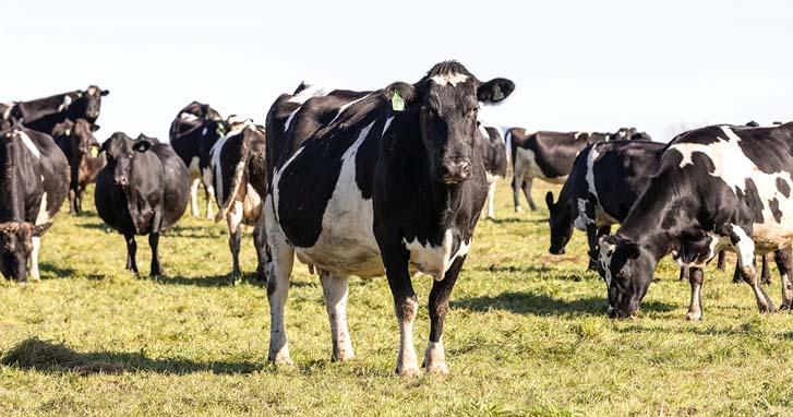 Drenching cattle on a cattle farm