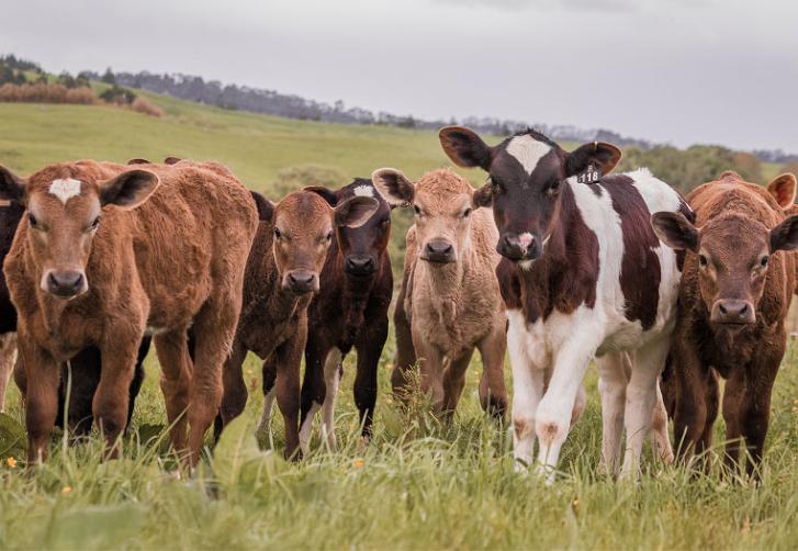 Cute little calve in a dairy farm in New Zealand promoting calf welfare