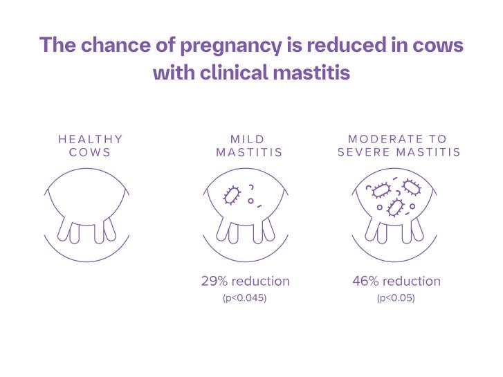 The chance of pregnancy is reduced in cows with clinical mastitis